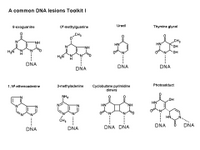 A common DNA lesions Toolkit I PPT Slide