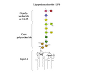 Lipopolysacharide LPS PPT Slide