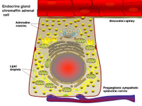 Endocrine chromaffin cell PPT Slide