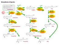 Biosynthesis of lipoxins PPT Slide