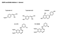 EGFR-ErbB kinase inhibitors - nonspecific PPT Slide