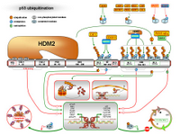 p53 ubiquitination - neddylation - sumoylation PPT Slide