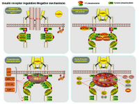 Insulin receptor regulation - Negative mechanismsms PPT Slide