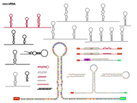 microRNA PPT Slide