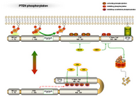 PTEN phosphorylation I PPT Slide