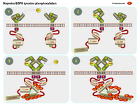 Stepwise EGFR tyrosine phosphorylation PPT Slide