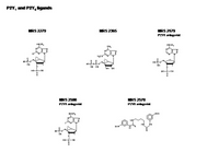 P2Y1 and P2Y6 ligands PPT Slide