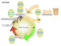 Cell Cycle PPT Slide