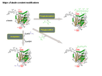Major alphaTubulin covalent modifications PPT Slide