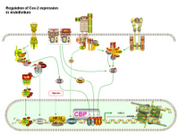 Regulation of COX-2 expression in endothelium PPT Slide