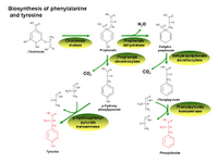 Biosynthesis of phenylalanine and tyrosine PPT Slide