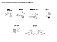 Purinergic P2 Receptor nonselective agonists-antagonists PPT Slide