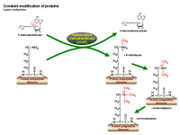 Lysine methylation PPT Slide