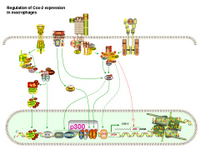 Regulation of COX-2 expression in macrophages PPT Slide