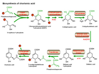 Biosynthesis of chorismate PPT Slide