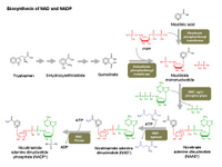 Biosynthesis of NAD and NADP PPT Slide