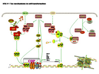 HTLV-1 Tax mechanisms in cell transformation PPT Slide