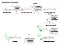 Biosynthesis of Coenzyme A PPT Slide