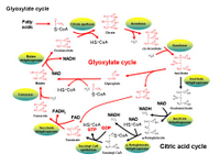 Glyoxylate cycle PPT Slide