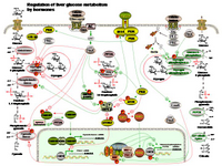 Regulation of liver glucose metabolism by hormones PPT Slide