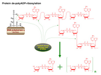 Protein de-poly-ADP ribosylation PPT Slide