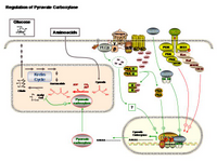 Regulation of pyruvate carboxylase PPT Slide