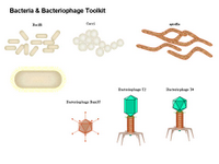 Bacteria and Bacteriophage Toolkit PPT Slide
