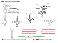 tRNA and Telomerase RNA PPT Slide