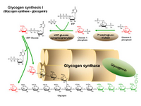 Glycogen synthesis I PPT Slide