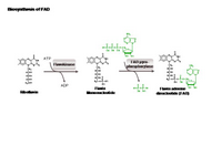 Biosynthesis of FAD PPT Slide