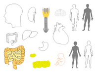 Human body shapes 1 PPT Slide