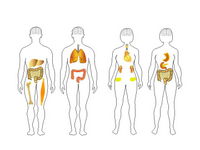 Human body shapes 2 PPT Slide