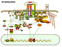 TCR Signaling pathways PPT Slide