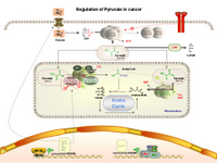 Regulation of Pyruvate in Cancer PPT Slide