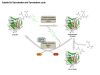 Tubulin De-Tyrosination and Tyrosination cycle PPT Slide