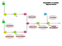Degradation of complex oligosacharides PPT Slide