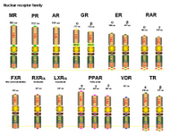 Nuclear receptor family PPT Slide