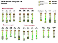 A GPCR receptor family Type 1(A) PPT Slide