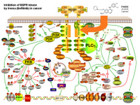 Inhibition of EGFR Kinase in cancer PPT Slide