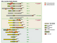 BCL-2 protein family PPT Slide