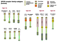 A GPCR receptor family PPT Slide