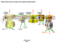 Mitochondrial electron transport and oxidative phosphorylation PPT Slide