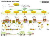 Prostanoid signaling - General outline PPT Slide