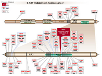 BRAF mutations in cancer PPT Slide