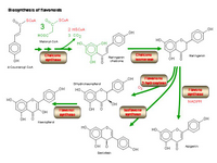 Biosynthesis of flavonoids PPT Slide
