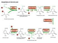 Biosynthesis of chorismic acid PPT Slide