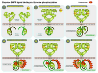 Stepwise EGFR ligand binding and phosphorylation PPT Slide