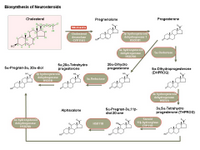 Biosynthesis of neurosteroids PPT Slide