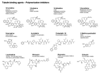 Tubulin binding agents-Polymerization inhibitors PPT Slide