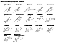 Glucocorticoid receptor ligands - steroidal PPT Slide